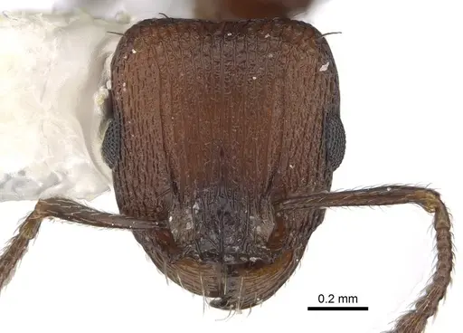 Tetramorium saudicum specimen CASENT0919802 image casent0919802_2