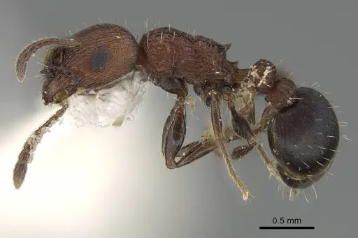 Tetramorium saudicum specimen CASENT0919802 image casent0919802_3