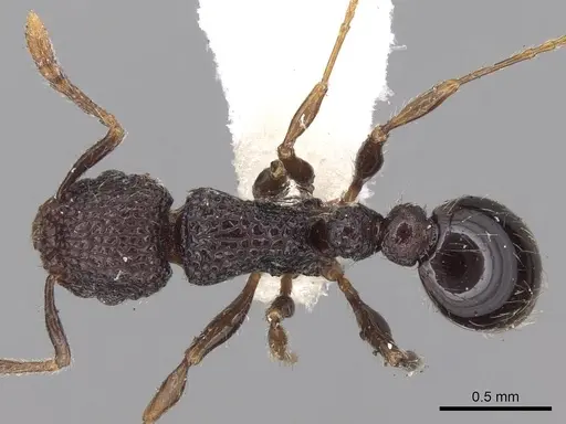 Tetramorium scabrosum specimen CASENT0280893 image casent0280893_1