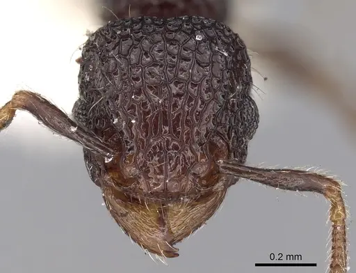 Tetramorium scabrosum specimen CASENT0280893 image casent0280893_2