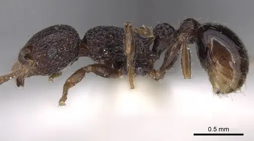 Tetramorium scabrosum specimen CASENT0280893 image casent0280893_3