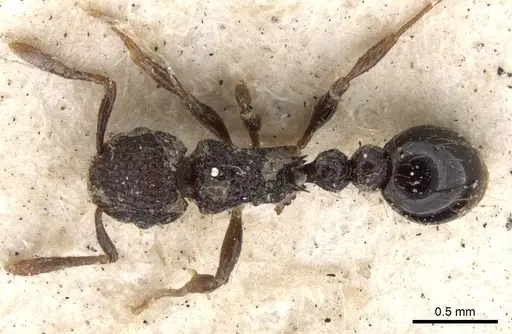 Tetramorium scabrosum specimen CASENT0901373 image casent0901373_1