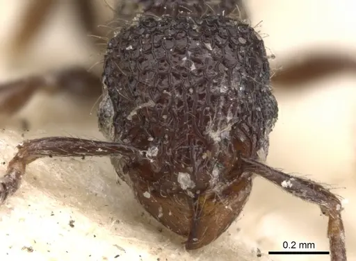 Tetramorium scabrosum specimen CASENT0901373 image casent0901373_2