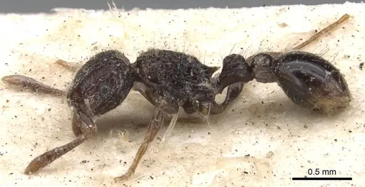 Tetramorium scabrosum specimen CASENT0901373 image casent0901373_3