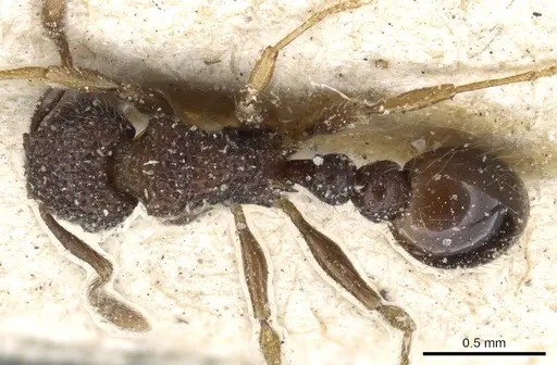 Tetramorium scabrosum specimen CASENT0904854 image casent0904854_1