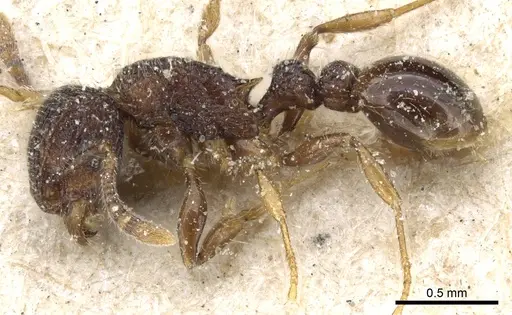 Tetramorium scabrosum specimen CASENT0904854 image casent0904854_3