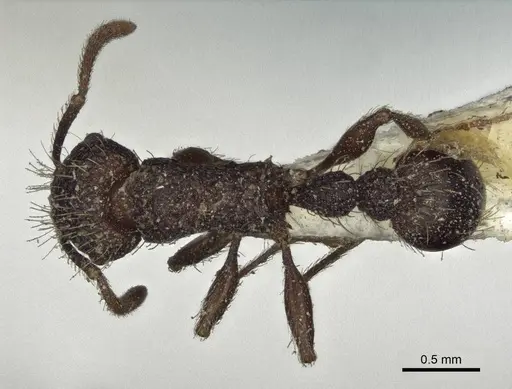 Tetramorium scabrum specimen CASENT0916587 image casent0916587_1