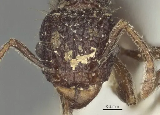 Tetramorium scabrum specimen CASENT0916587 image casent0916587_2