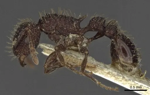 Tetramorium scabrum specimen CASENT0916587 image casent0916587_3