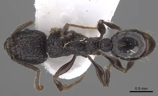 Tetramorium scabrum specimen CASENT0919653 image casent0919653_1