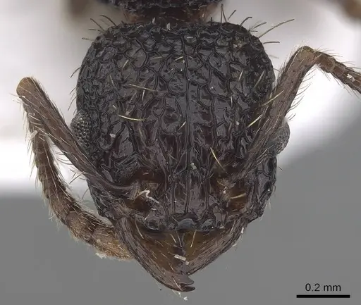 Tetramorium scabrum specimen CASENT0919653 image casent0919653_2