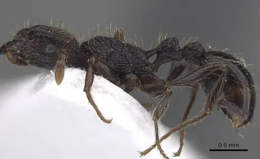 Tetramorium scabrum specimen CASENT0919653 image casent0919653_3