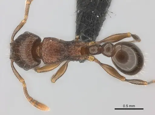 Tetramorium schaufussii specimen CASENT0043787 image casent0043787_1