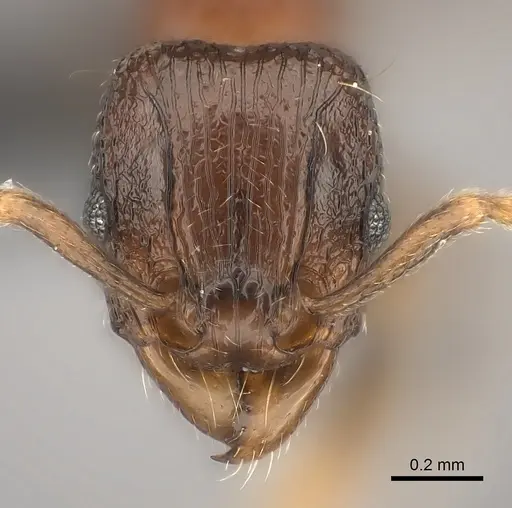 Tetramorium schaufussii specimen CASENT0043787 image casent0043787_2