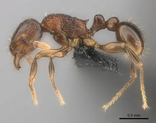 Tetramorium schaufussii specimen CASENT0043787 image casent0043787_3
