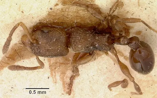 Tetramorium schaufussii specimen CASENT0101697 image casent0101697_1
