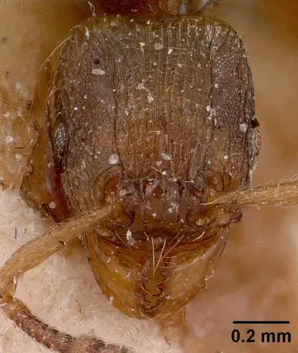 Tetramorium schaufussii specimen CASENT0101697 image casent0101697_2