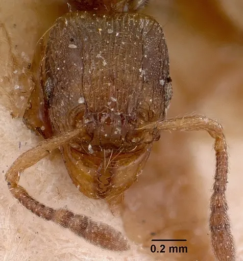 Tetramorium schaufussii specimen CASENT0101697 image casent0101697_3
