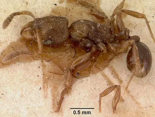 Tetramorium schaufussii specimen CASENT0101697 image casent0101697_4