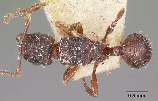 Tetramorium schaufussii specimen CASENT0101925 image casent0101925_1