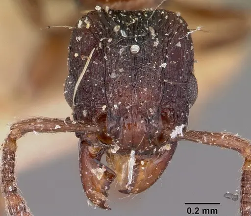 Tetramorium schaufussii specimen CASENT0101925 image casent0101925_2