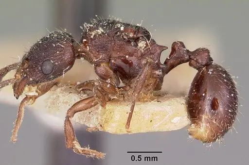Tetramorium schaufussii specimen CASENT0101925 image casent0101925_3