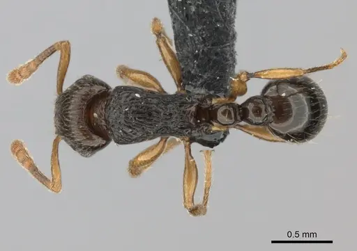 Tetramorium schaufussii specimen CASENT0149991 image casent0149991_1
