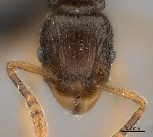 Tetramorium schaufussii specimen CASENT0149991 image casent0149991_2