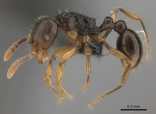 Tetramorium schaufussii specimen CASENT0149991 image casent0149991_3