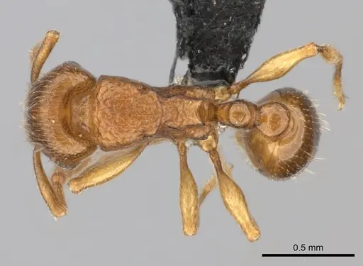 Tetramorium schaufussii specimen CASENT0152490 image casent0152490_1