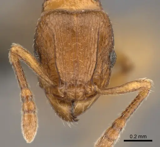Tetramorium schaufussii specimen CASENT0152490 image casent0152490_2
