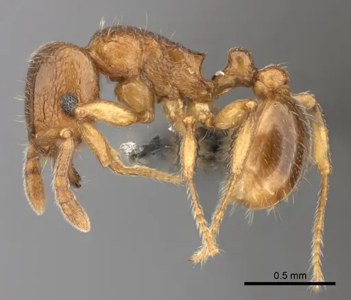 Tetramorium schaufussii specimen CASENT0152490 image casent0152490_3