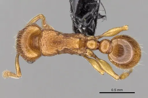 Tetramorium schaufussii specimen CASENT0160448 image casent0160448_1
