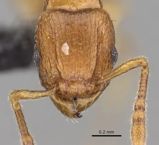 Tetramorium schaufussii specimen CASENT0160448 image casent0160448_2