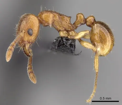 Tetramorium schaufussii specimen CASENT0160448 image casent0160448_3