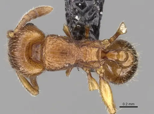 Tetramorium schaufussii specimen CASENT0160467 image casent0160467_1