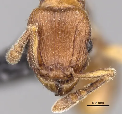 Tetramorium schaufussii specimen CASENT0160467 image casent0160467_2