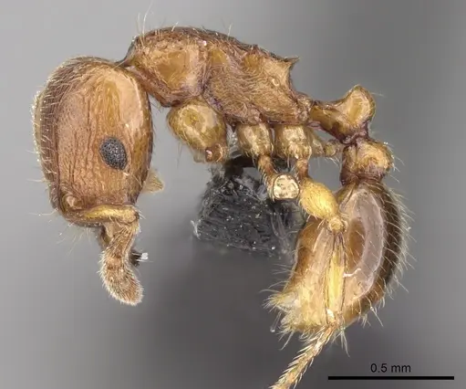 Tetramorium schaufussii specimen CASENT0160467 image casent0160467_3