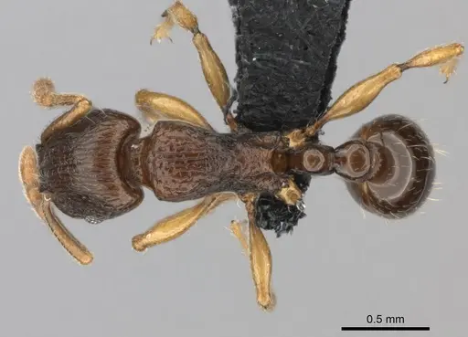 Tetramorium schaufussii specimen CASENT0217760 image casent0217760_1
