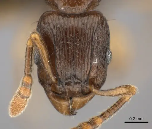 Tetramorium schaufussii specimen CASENT0217760 image casent0217760_2