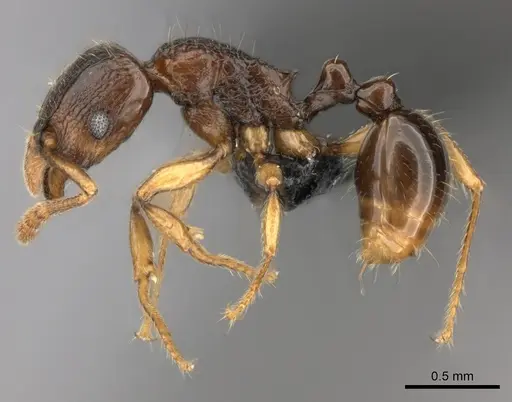 Tetramorium schaufussii specimen CASENT0217760 image casent0217760_3