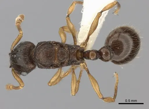 Tetramorium schaufussii specimen CASENT0217761 image casent0217761_1