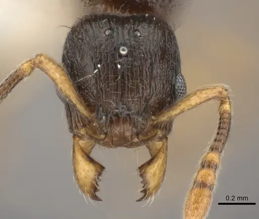 Tetramorium schaufussii specimen CASENT0217761 image casent0217761_2