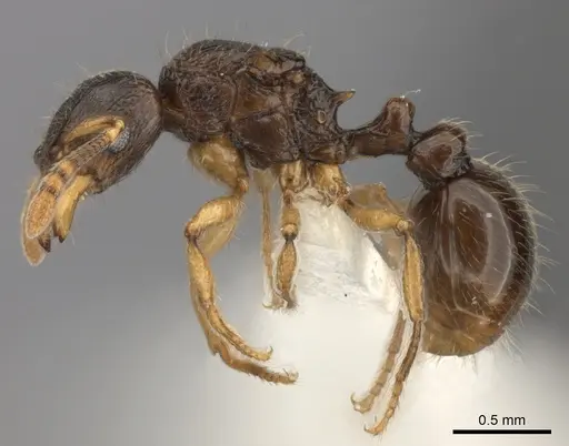 Tetramorium schaufussii specimen CASENT0217761 image casent0217761_3