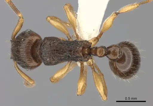 Tetramorium schaufussii specimen CASENT0217762 image casent0217762_1