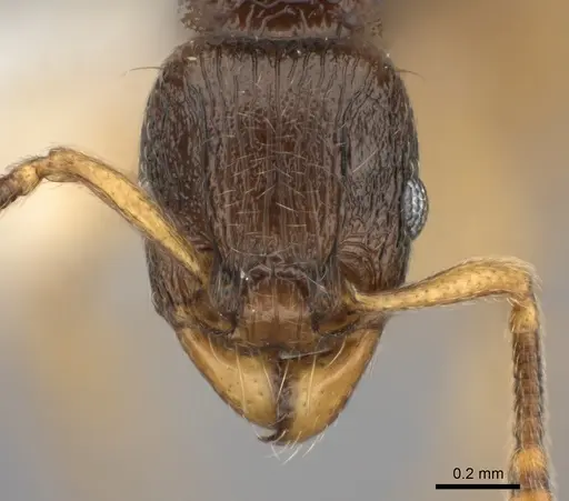 Tetramorium schaufussii specimen CASENT0217762 image casent0217762_2