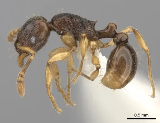Tetramorium schaufussii specimen CASENT0217762 image casent0217762_3