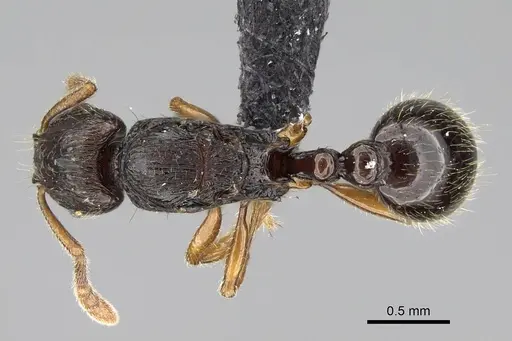 Tetramorium schaufussii specimen CASENT0217763 image casent0217763_1