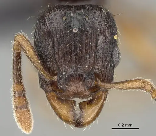 Tetramorium schaufussii specimen CASENT0217763 image casent0217763_2