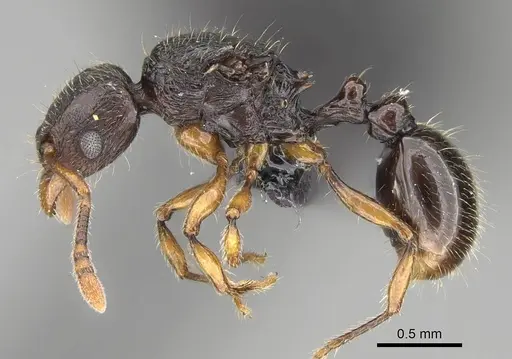Tetramorium schaufussii specimen CASENT0217763 image casent0217763_3